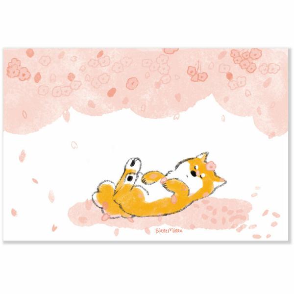ももろ 春柄 ポストカード 柴犬と満開の桜 / 可愛い 柴犬 桜 イラスト