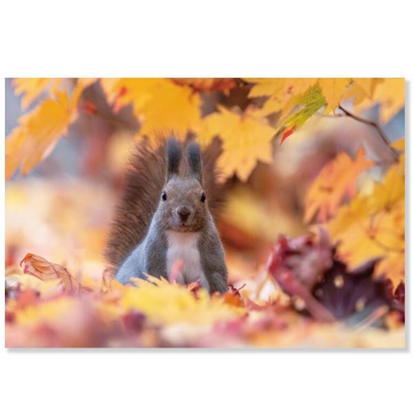 秋柄 森の動物 ポストカード エゾリス / リス 紅葉 写真 フォト はがき 北海道