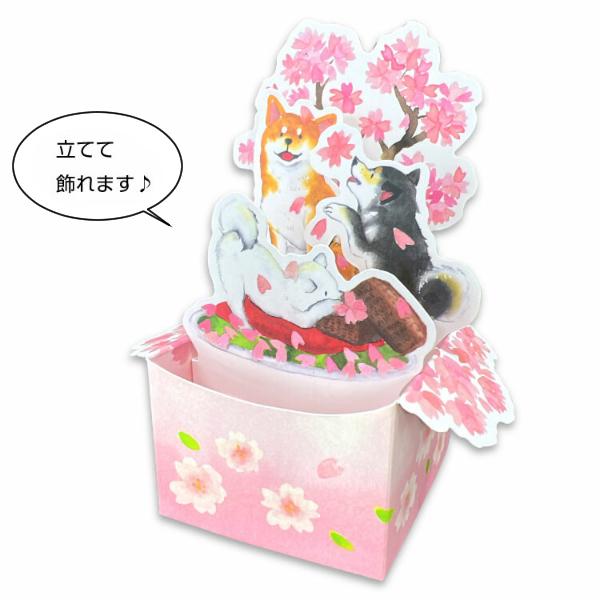 アクティブコーポレーション しばいぬと春 BOXカード お花見 アクティブコーポレーション しばいぬと春 BOXカード お花見