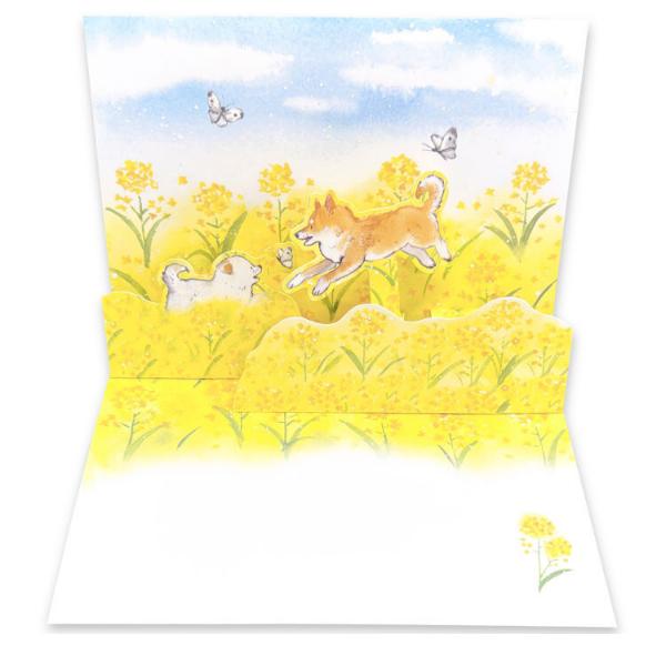 村田なつかさんが描く、春を楽しむ柴犬たち。シンプルな二つ折りの春のポップアップカードです。カードを開くと、菜の花畑を元気に駆け回る柴犬たちが飛び出します♪楽しくメッセージを届けます。定型サイズの無地封筒つき。菜の花/モンシロチョウ/柴犬/白...