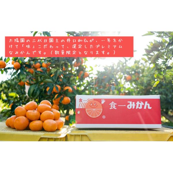 数量限定・プレミアム（光センサーにより厳選）】食一みかん（有田