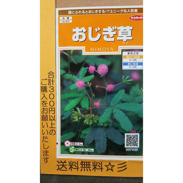 おじぎ草 オジギソウ 種 送料無料 Buyee Buyee Japanese Proxy Service Buy From Japan Bot Online