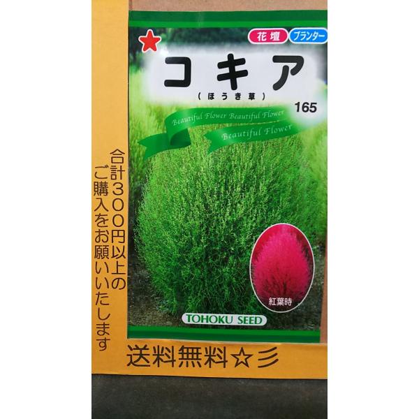安いコキア 種の通販商品を比較 ショッピング情報のオークファン