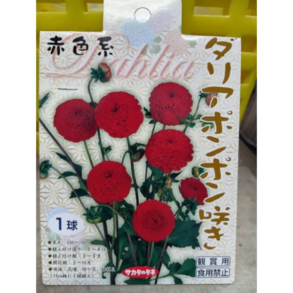 ゆっくり配送 ダリア 赤色系 ポンポン咲き １袋 球根 サカタのタネ 郵便は送料無料