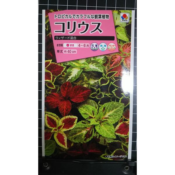 合計350円以下でのご注文は、申し訳ありませんがお受けできなくなっております。在庫切れ防止のため、実際の在庫数より販売可能数を少なく設定しております。まとまった数量をご希望の場合は、お問い合わせください。いろいろな品種を、よりどり３袋以上で...