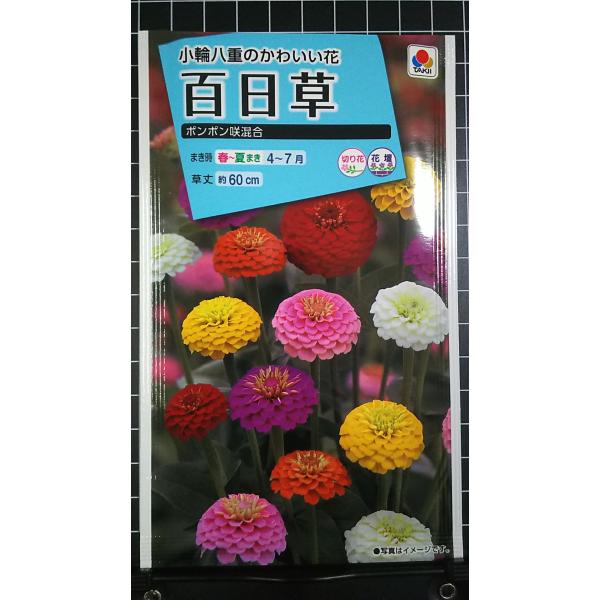 合計350円以下でのご注文は、申し訳ありませんがお受けできなくなっております。在庫切れ防止のため、実際の在庫数より販売可能数を少なく設定しております。まとまった数量をご希望の場合は、お問い合わせください。いろいろな品種を、よりどり３袋以上で...