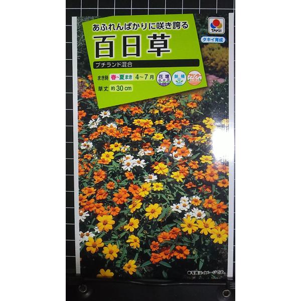 合計350円以下でのご注文は、申し訳ありませんがお受けできなくなっております。在庫切れ防止のため、実際の在庫数より販売可能数を少なく設定しております。まとまった数量をご希望の場合は、お問い合わせください。いろいろな品種を、よりどり３袋以上で...