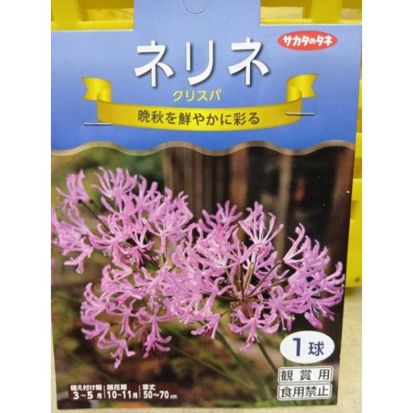 ゆっくり配送 ネリネ クリスパ １袋 球根 サカタのタネ 郵便は送料無料
