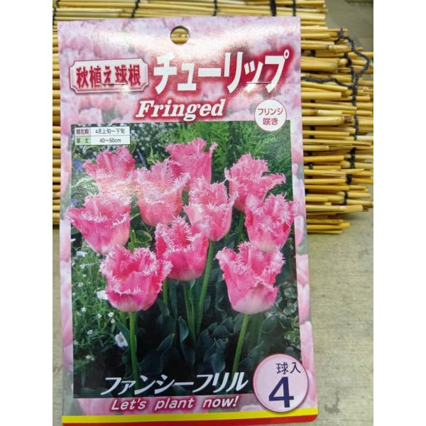 ゆっくり配送 チューリップ ファンシーフリル 球根 １袋
