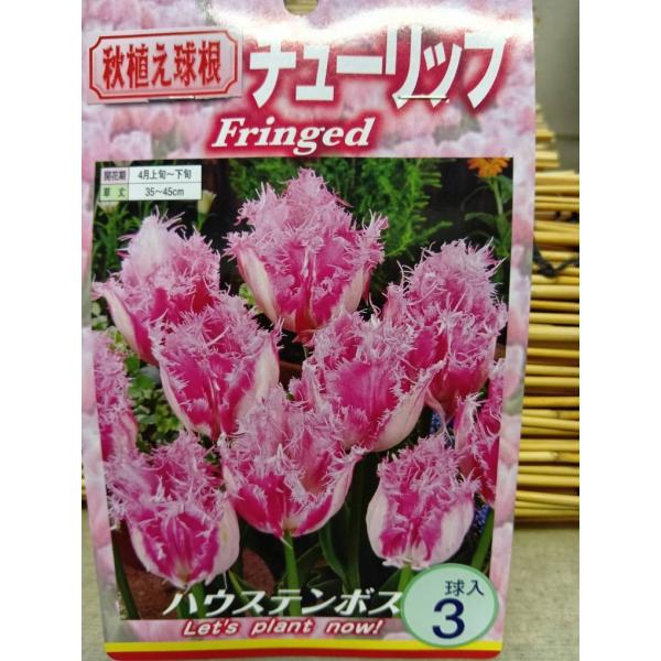 ゆっくり配送 チューリップ ハウステンボス 球根 １袋