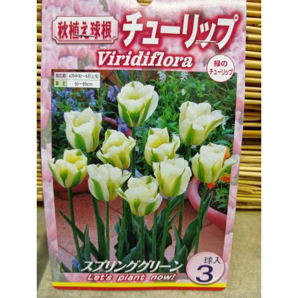 ゆっくり配送 チューリップ スプリンググリーン 球根 １袋 郵便は送料無料