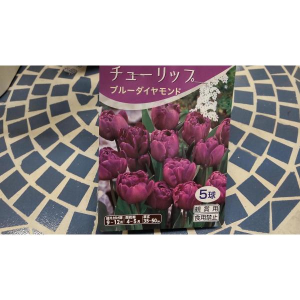 球根 チューリップ 八重の人気商品 通販 価格比較 価格 Com