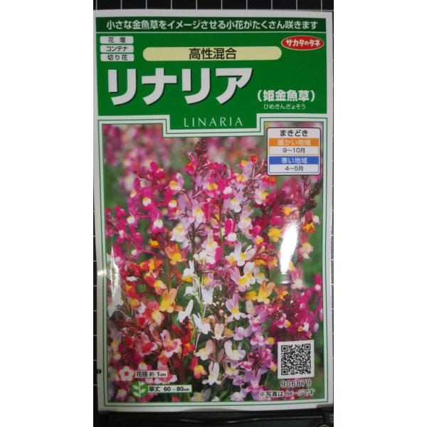 ３袋以上でクーポン割引 リナリア 高性 姫金魚草 姫 金魚草 種 郵便は送料無料