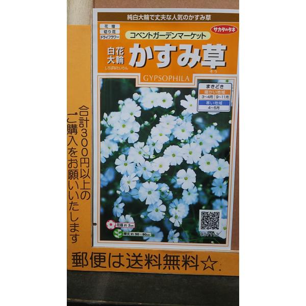 花 カスミソウ 種の人気商品 通販 価格比較 価格 Com