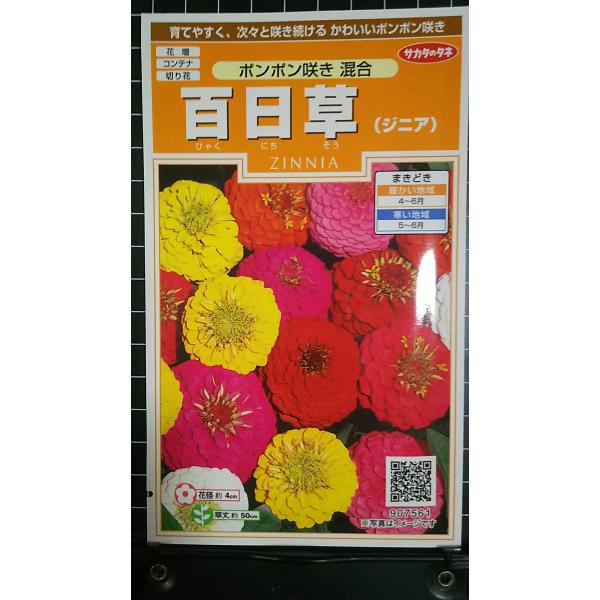 【有効期限10月】３袋以上でクーポン割引 百日草 ポンポン咲き ジニア ヒャクニチソウ 種 郵便は送料無料