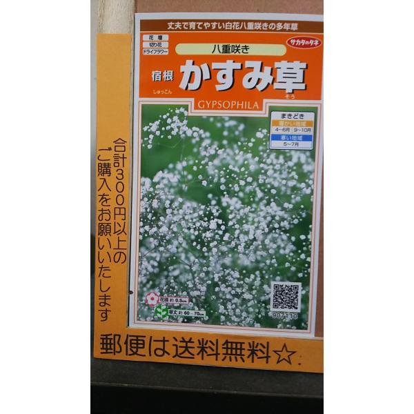 生花 花束 カスミソウ 種の人気商品 通販 価格比較 価格 Com