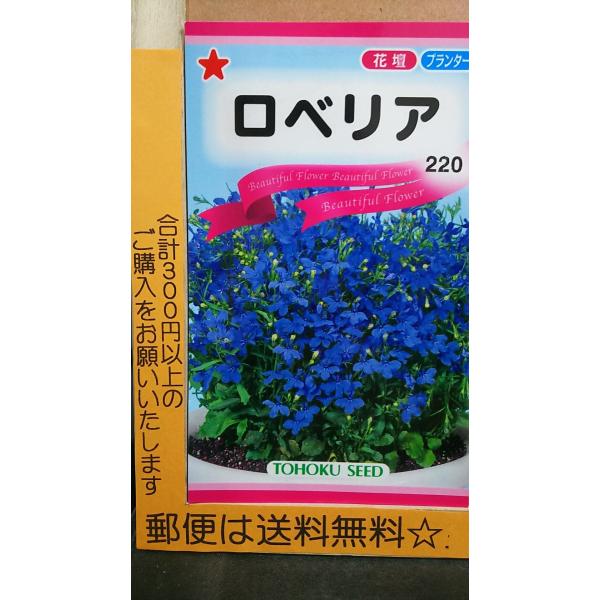 ロベリア 種 郵便は送料無料 Tk10croberia きのくに種苗店 通販 Yahoo ショッピング