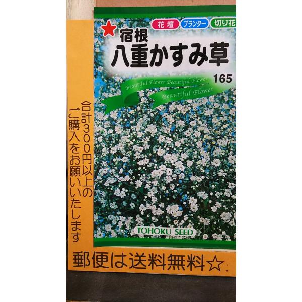 生花 花束 カスミソウ 種の人気商品 通販 価格比較 価格 Com