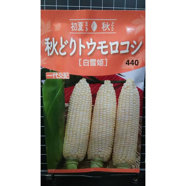 トウモロコシの実様 リクエスト 2点 まとめ商品 北国からの贈り物 とうもろこし ゴールドラッシュ Lサイズ 10本