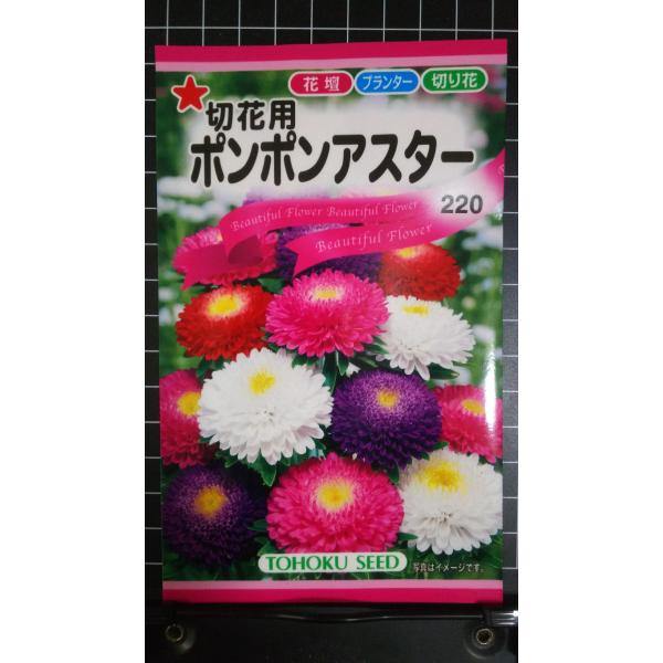 ３袋以上でクーポン割引 ポンポン アスター 切花用 種 郵便は送料無料