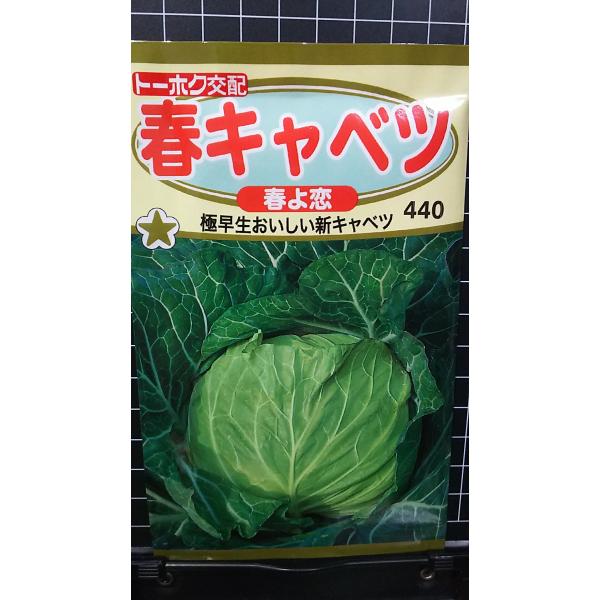 ３袋以上でクーポン割引 春 キャベツ 春よ恋 種 郵便は送料無料