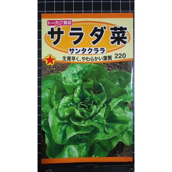 ３袋以上でクーポン割引 サラダ菜 サンタクララ サラダナ 種 郵便は送料無料