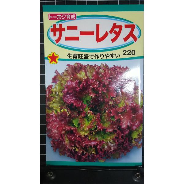 ３袋以上でクーポン割引 サニーレタス リーフレタス  種 郵便は送料無料