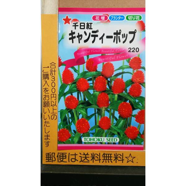 千日紅 キャンディポップ センニチコウ 種 郵便は送料無料 Tr5ccandypop きのくに種苗店 通販 Yahoo ショッピング