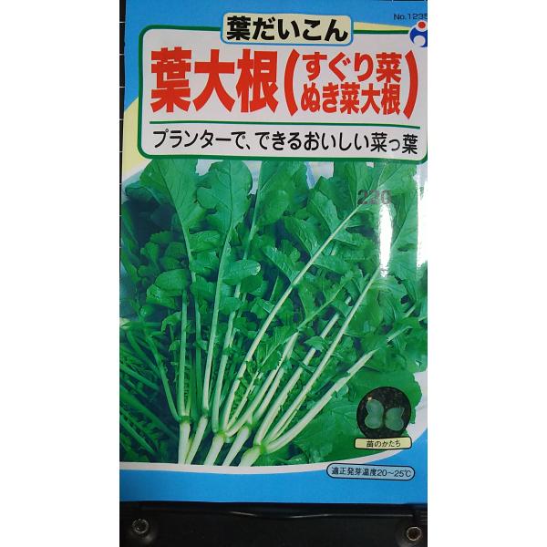 合計350円以下でのご注文は、申し訳ありませんがお受けできなくなっております。在庫切れ防止のため、実際の在庫数より販売可能数を少なく設定しております。まとまった数量をご希望の場合は、お問い合わせください。いろいろな品種を、よりどり３袋以上で...