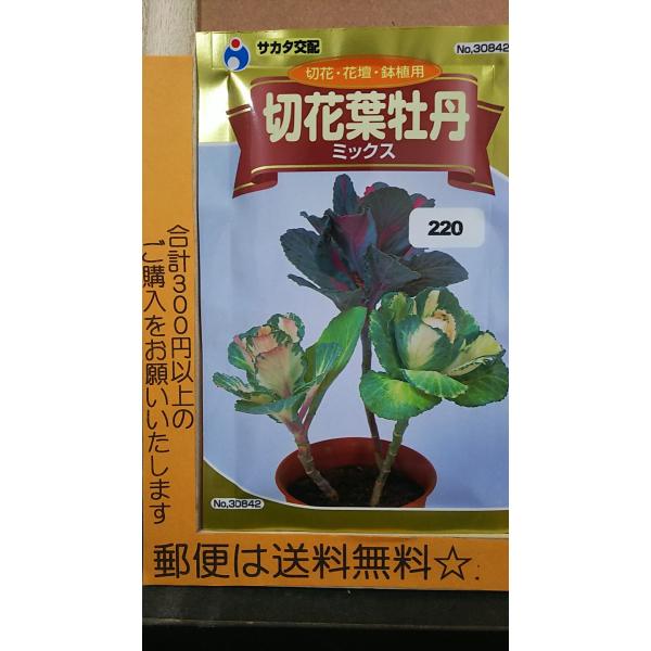 ハボタン 種の人気商品 通販 価格比較 価格 Com
