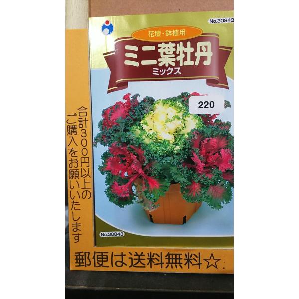 ハボタン 種の人気商品 通販 価格比較 価格 Com