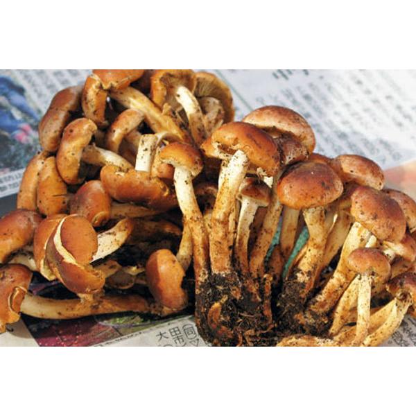 信州産 天然きのこ【くりたけ】約1.4kg バラ