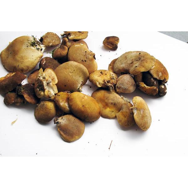 ムキタケ500g(大小バラ詰め）長野県天然キノコ（セシウム検査済 