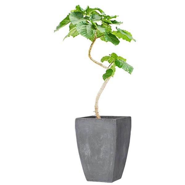 プランター 大型植木鉢 ファイバークレイ製 軽量 大型植木鉢 グレー バスク スクエアー 35cm グレー 35cm Ds アリクリ 店