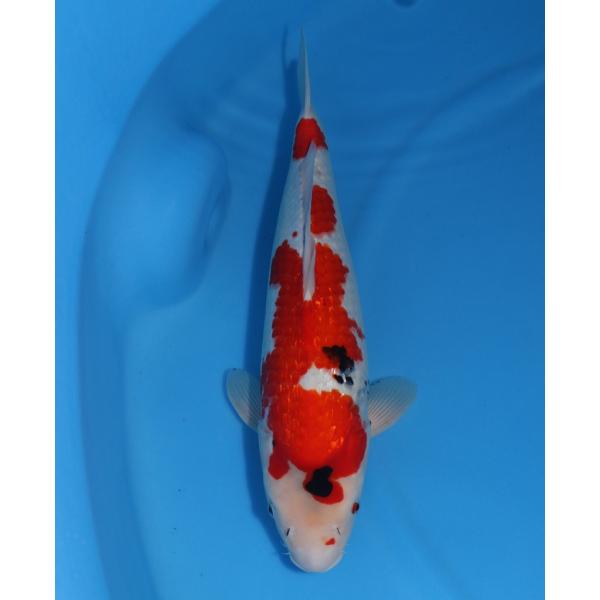 銀鱗昭和三色 メス 52cm : 株式会社アリタ錦鯉 - 通販 - Yahoo