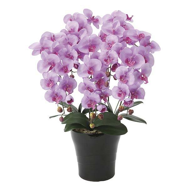 光触媒 胡蝶蘭 5本 コチョウラン 人工観葉植物 紫 パープル 造花 インテリア クイーン胡蝶蘭5本立l 0119a 収納家具通販 アーネ 通販 Yahoo ショッピング