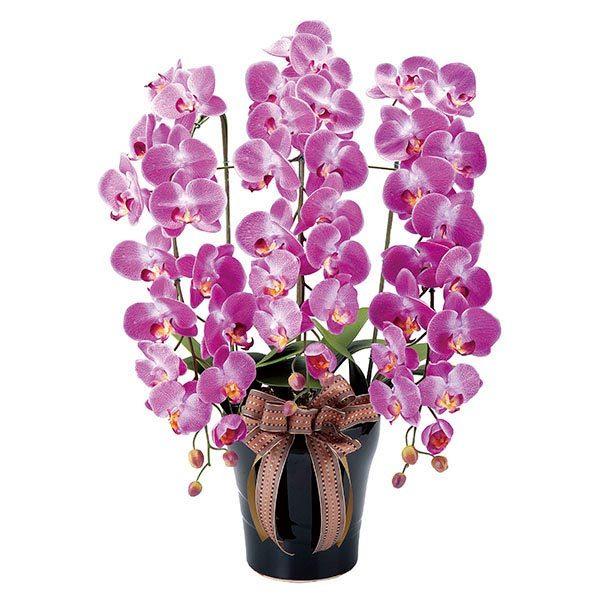 光触媒 観葉植物 インテリア 人工観葉植物 風水 造花 ギフト アートフラワー ロイヤル胡蝶蘭l Buyee Buyee Japanese Proxy Service Buy From Japan Bot Online