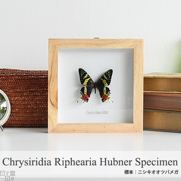 コレクション 標本 昆虫 昆虫標本 インテリア ディスプレイ ニシキオオツバメガ 蝶 蝶々 チョウ 蛾 ガ 虫 ムシ 置物 オブジェ 飾り 0000a 家具通販 インテリアショップ Arne 通販 Yahoo ショッピング