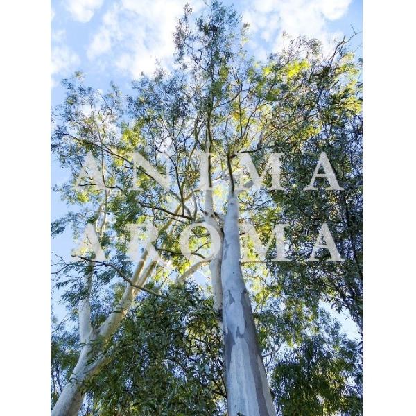 オーガニック ユーカリラディアータ精油 Aco認定5ml 天然精油100 エッセンシャルオイル アニマ アロマ Buyee Buyee บร การต วกลางจากญ ป น ซ อจากประเทศญ ป น