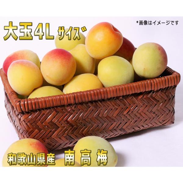 南高梅 4lの人気商品・通販・価格比較 - 価格.com