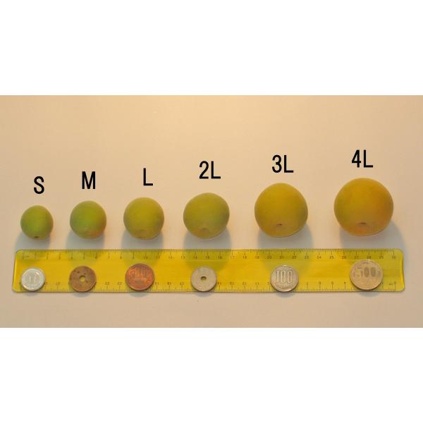 令和2年発送 生梅南高梅優品l 10kg梅干 梅酒 他 有機肥料使用 紀州和歌山県産青梅 Www Energytribune Com