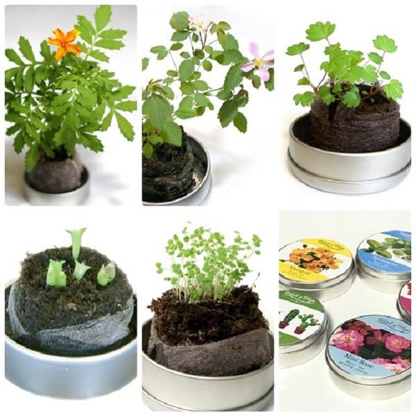 ハーブ ベジ ミニ 栽培セット ストロベリー サボテン ミニバラ スペアミント マリーゴールド ハーブ 野菜 花 ガーデニング 種 栽培キット Buyee Buyee Japanese Proxy Service Buy From Japan Bot Online