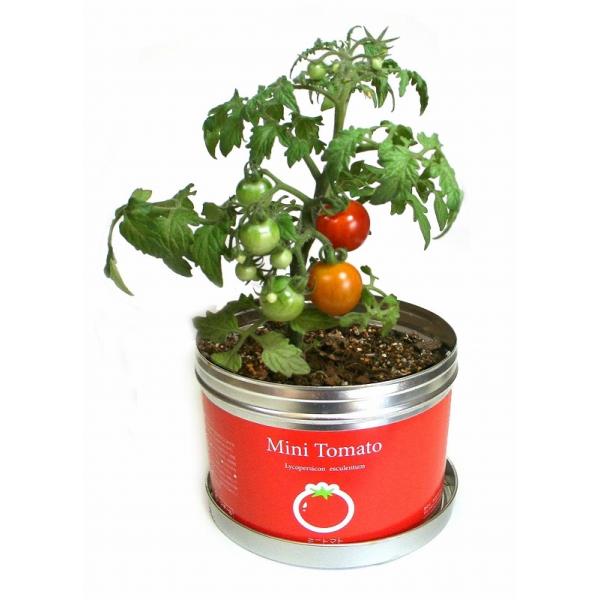 [Release date: April 9, 2020]ちょっと本格的！でも初心者なあなたへ。リトルガーデンプロでお野菜を作ってみよう！キッチンで育ててそのままお料理に使えちゃう！ミニトマトの栽培セットです。種と説明書・土が入ってます。缶...