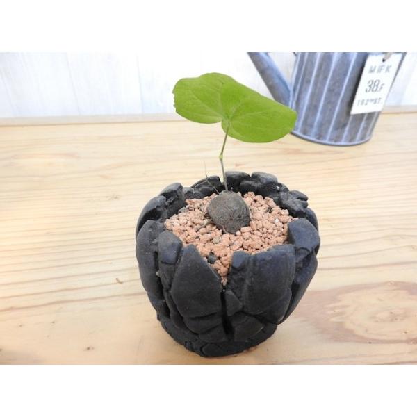 ディスコレア エレファンティペス 亀甲竜 : artisan store - 通販