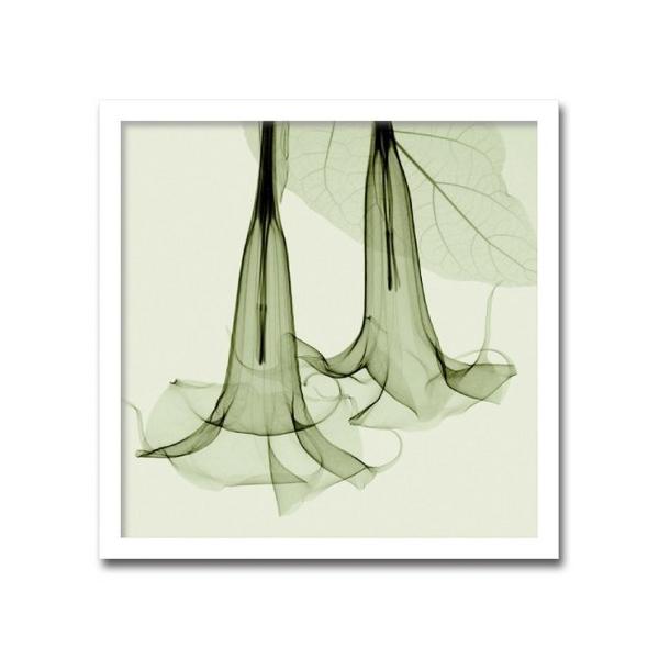 ポスター Datura ダチュラ インテリア 額入り 壁掛け 玄関 絵 おしゃれ 花 植物 自然 レントゲン 北欧 モダン Kj As Art Lab Yahoo 店 通販 Yahoo ショッピング