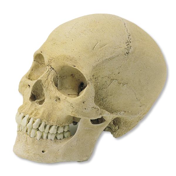 メノウの頭蓋骨細工　芸術的　台付き１個 artloco_010686