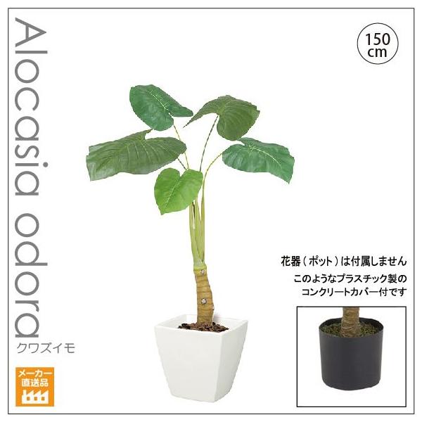 人工観葉植物/クワズイモS 150cm /インテリアグリーン/造花 （別途料金