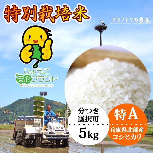 コシヒカリ ＼クーポン有／ お米 5kg 玄米 白米 農家直送 令和6