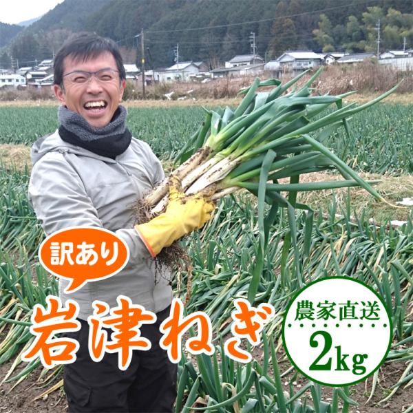 【訳ありでも美味しさそのまま】葉の長さが70cm未満、葉の破れ、切れ、雪による曲がり、傷みが大きいものがあります。※11月23日に解禁！ですが、より美味しくなる時期までお待ちください。※北海道・沖縄は【別途送料】です。※他の商品は同梱できま...