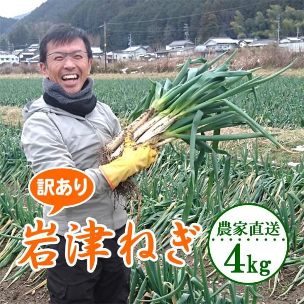 【訳ありでも美味しさそのまま】葉の長さが70cm未満、葉の破れ、切れ、雪による曲がり、傷みが大きいものがあります。※11月23日に解禁！ですが、より美味しくなる時期までお待ちください。※北海道・沖縄は【別途送料】です。※他の商品は同梱できま...